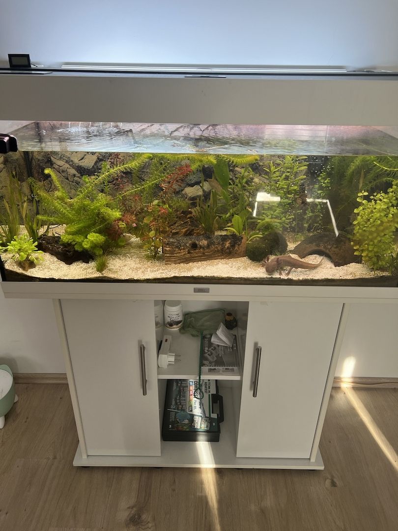 Axolotl Aquarium komplett mit Unterschrank Axolotl Aquarium komplett mit Unterschrank