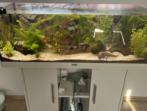 Axolotl Aquarium komplett mit Unterschrank
