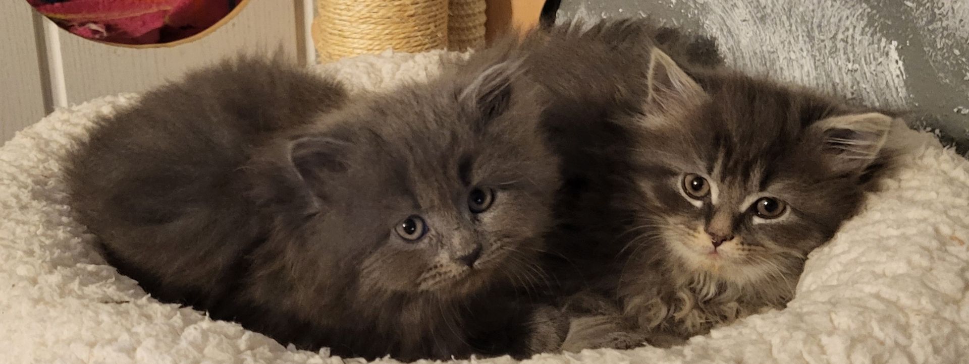 3 Zuckersüße Maine-Coon Persermix Kitten