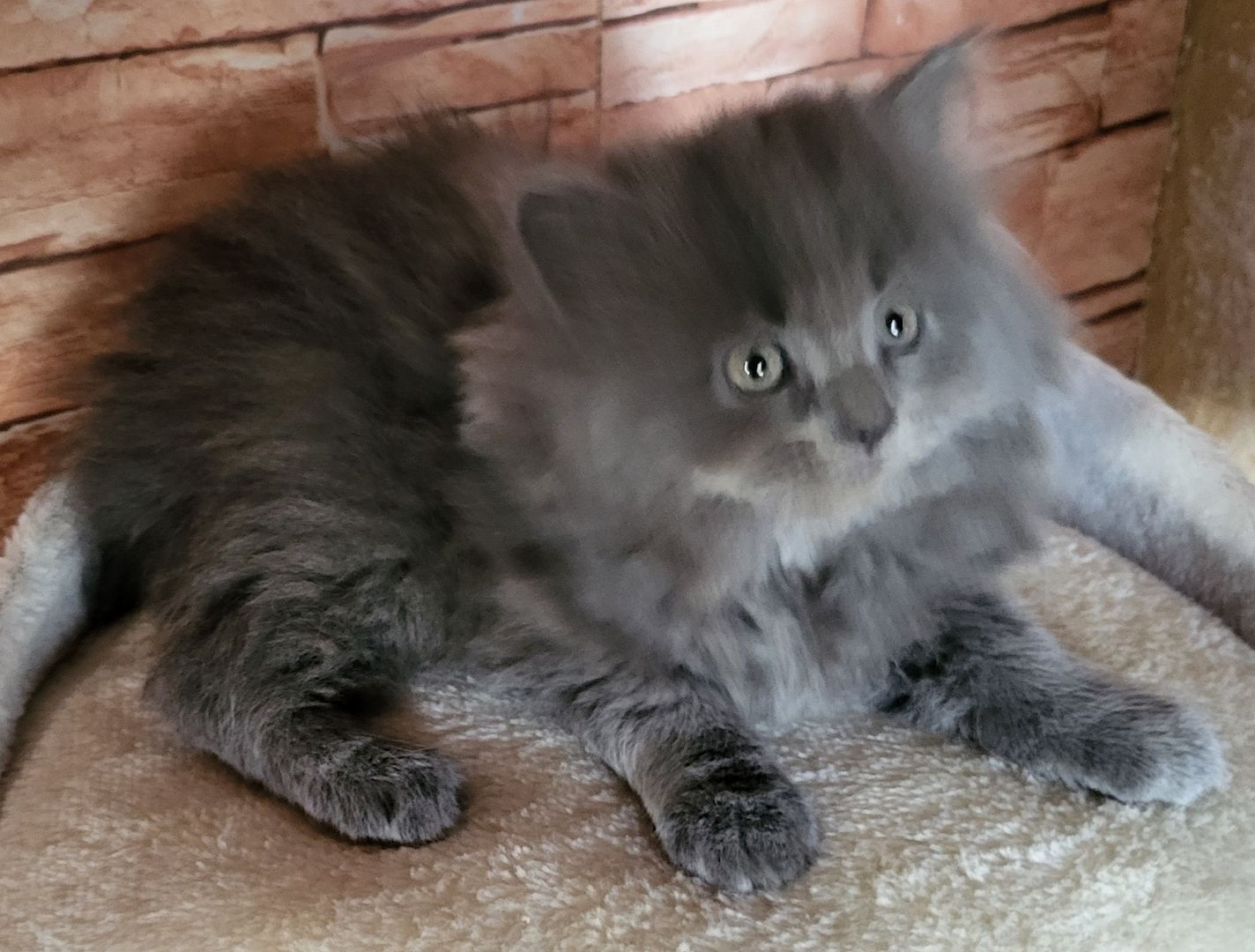 3 Zuckersüße Maine-Coon Persermix Kitten