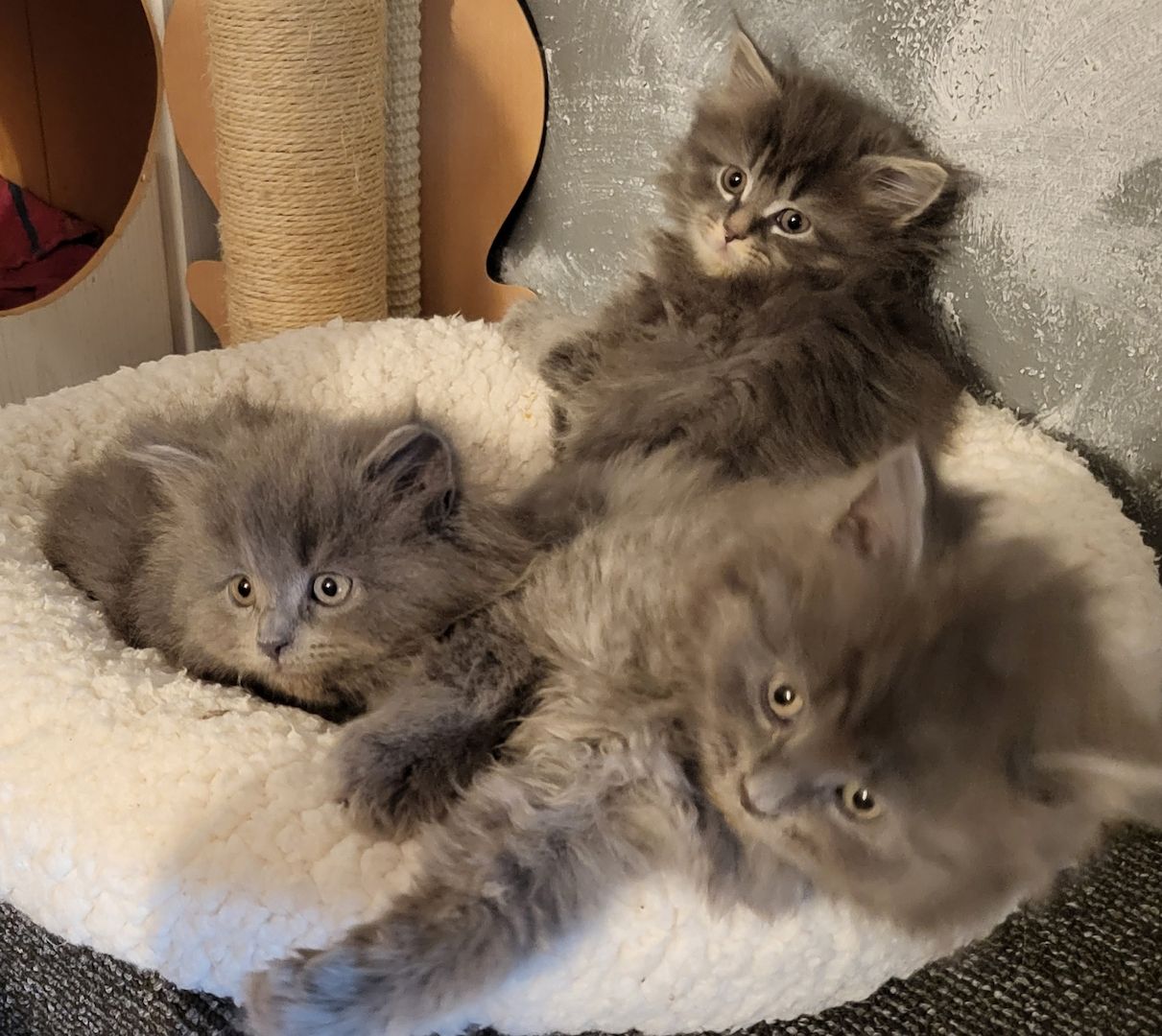3 Zuckersüße Maine-Coon Persermix Kitten