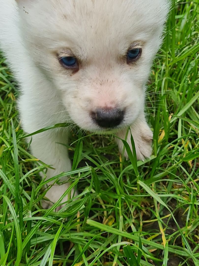 Husky Welpen weiß mit blauen Augen