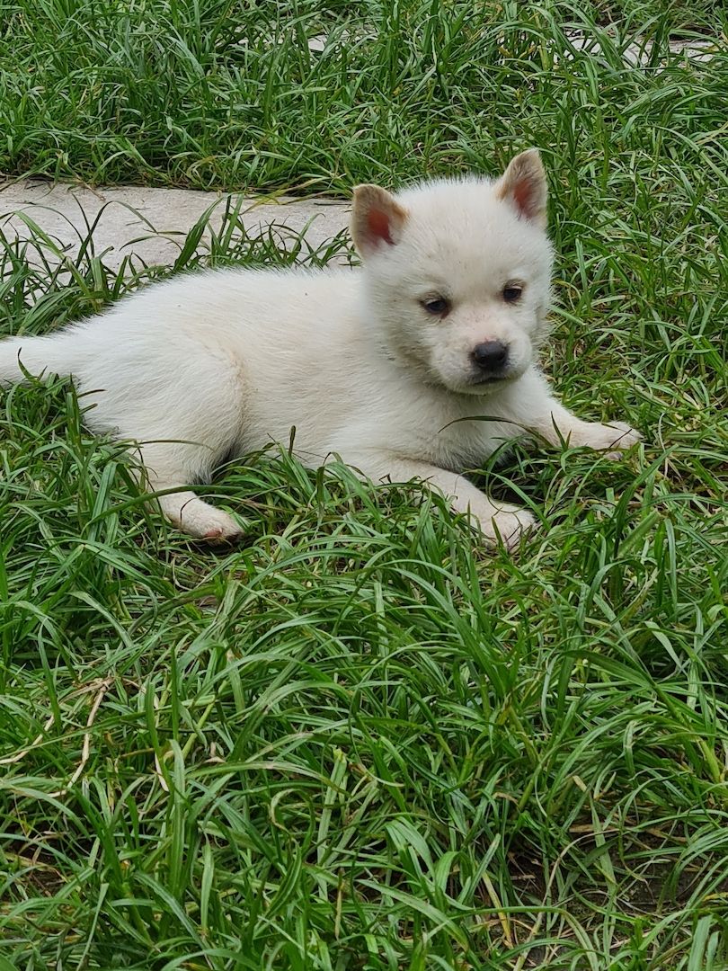 Husky Welpen weiß mit blauen Augen