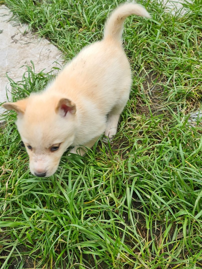 Husky Welpen weiß mit blauen Augen