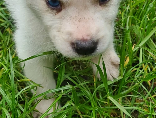 Husky Welpen weiß mit blauen Augen