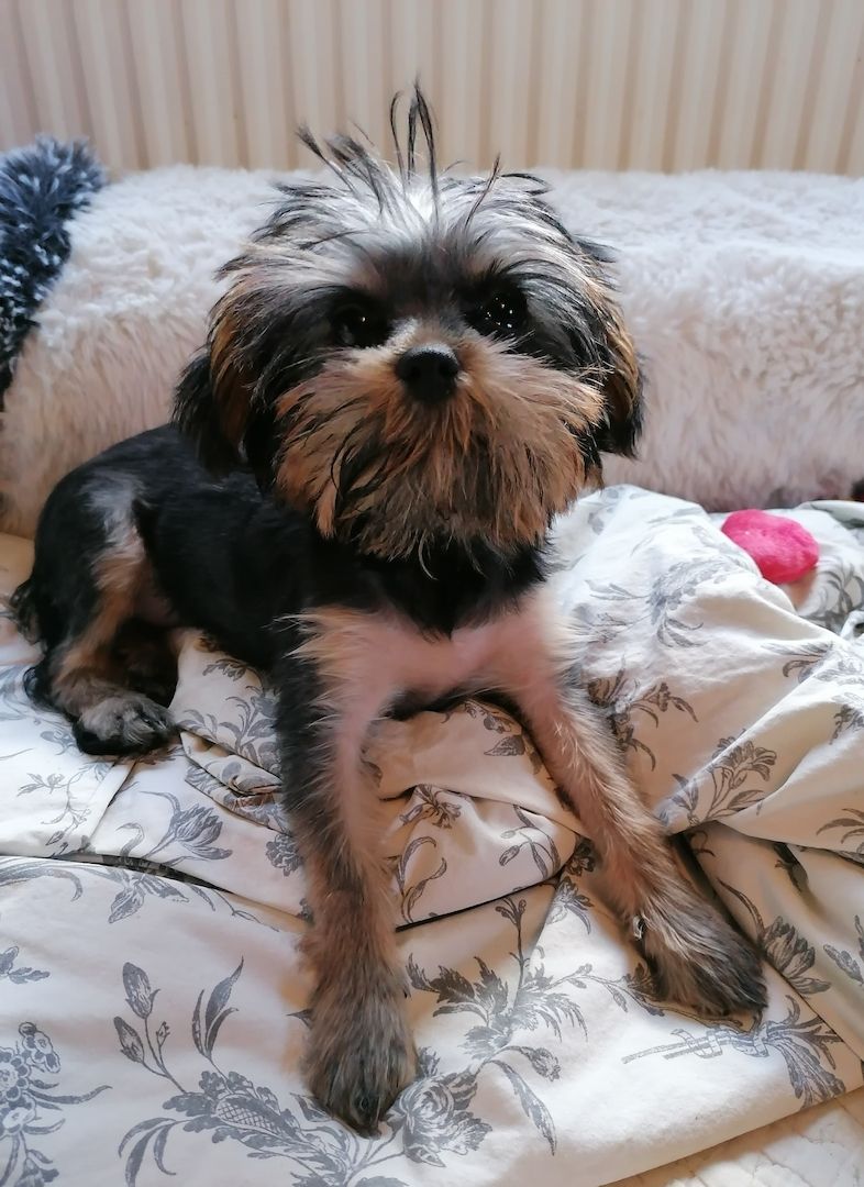 Yorkshire Terrier welpen abzugeben