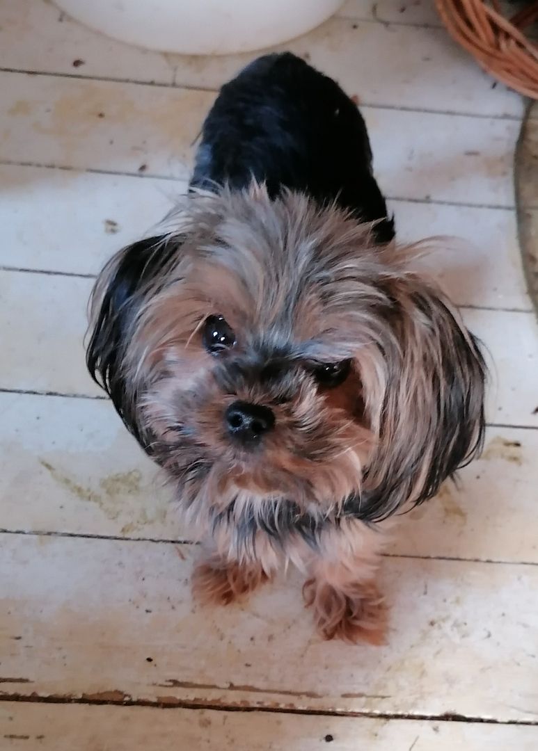 Yorkshire Terrier welpen abzugeben