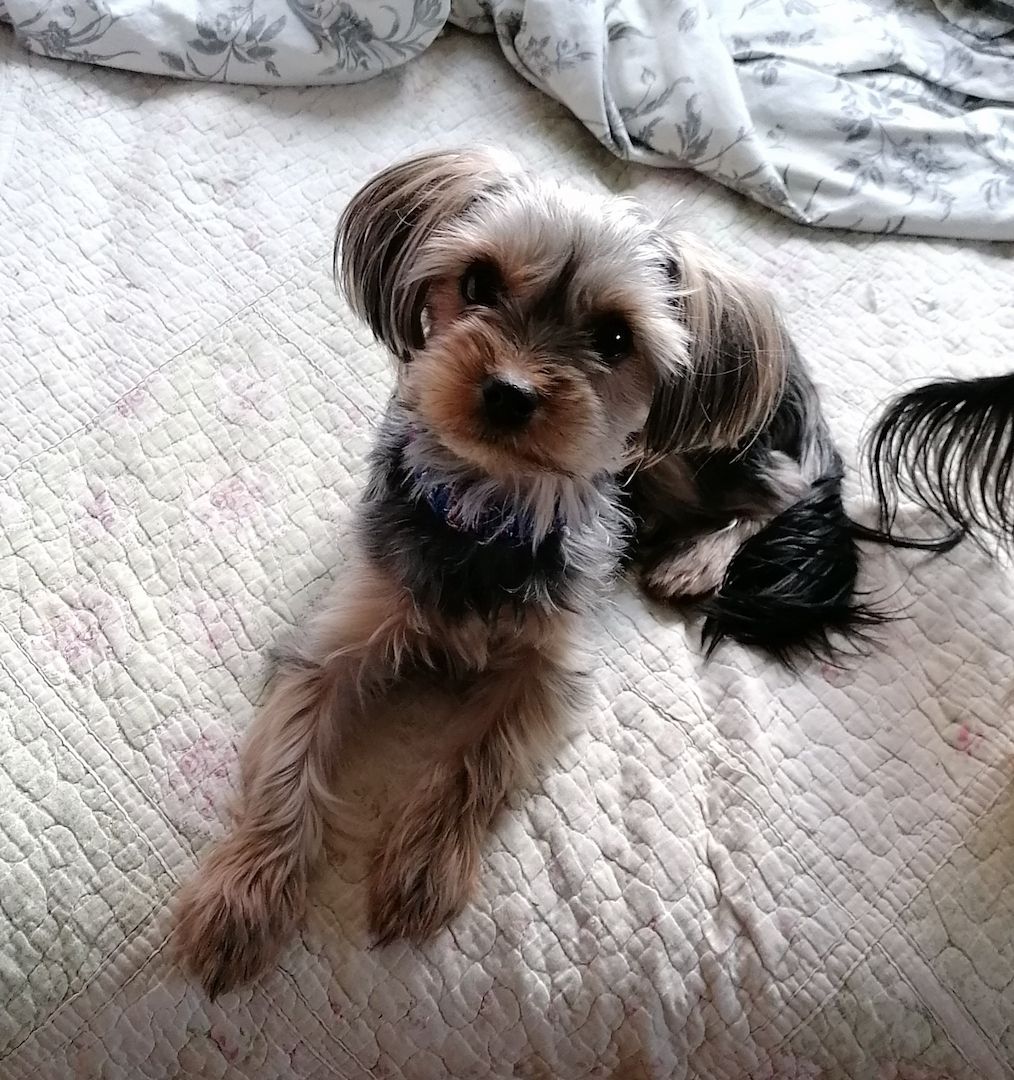 Yorkshire Terrier welpen abzugeben