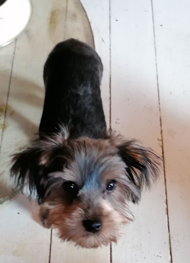 Yorkshire Terrier welpen abzugeben