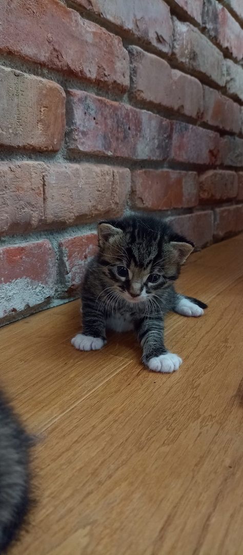 Kitten Katzenkinder Mix