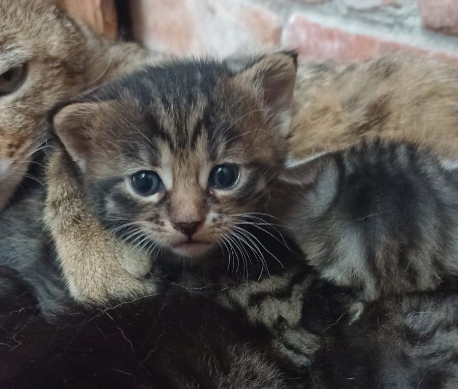 Kitten Katzenkinder Mix