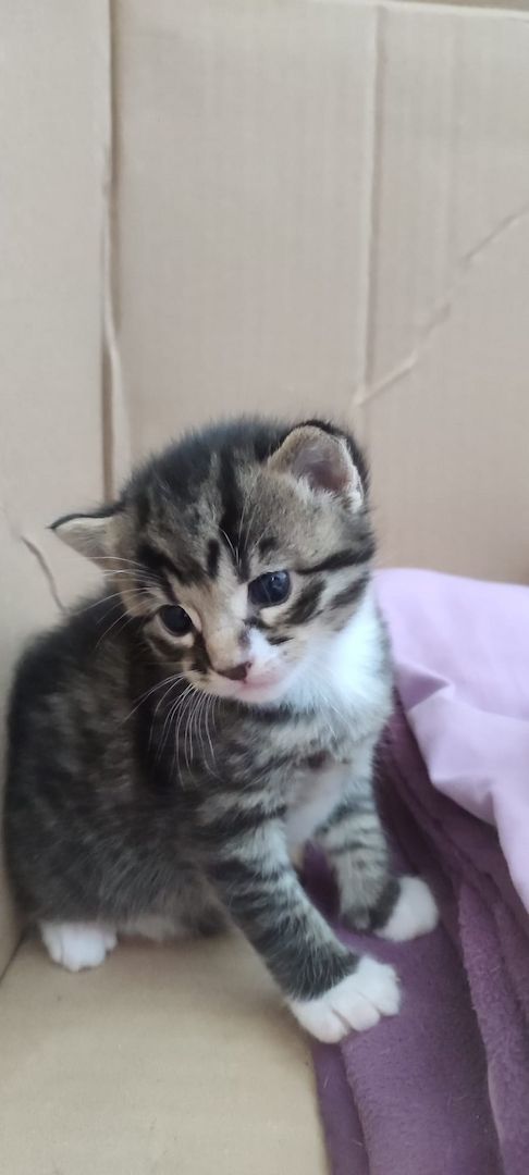 Kitten Katzenkinder Mix