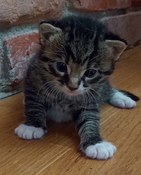 Kitten Katzenkinder Mix