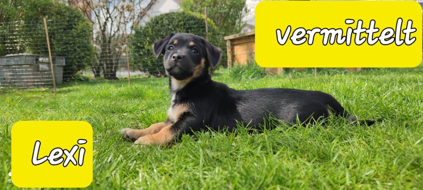 Bulldogge Mix Welpen Bulldogge Mix Welpen