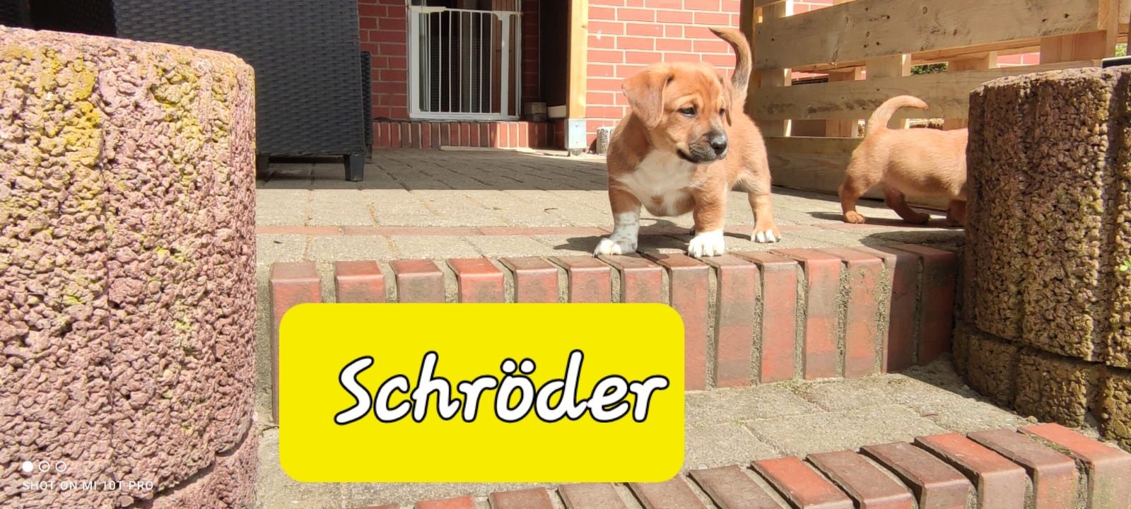 Bulldogge Mix Welpen Bulldogge Mix Welpen