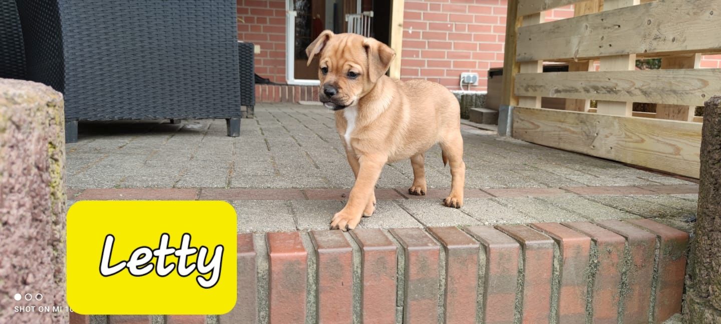 Bulldogge Mix Welpen Bulldogge Mix Welpen