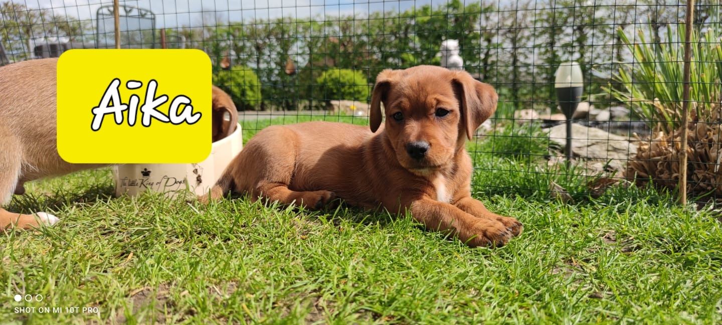 Bulldogge Mix Welpen Bulldogge Mix Welpen