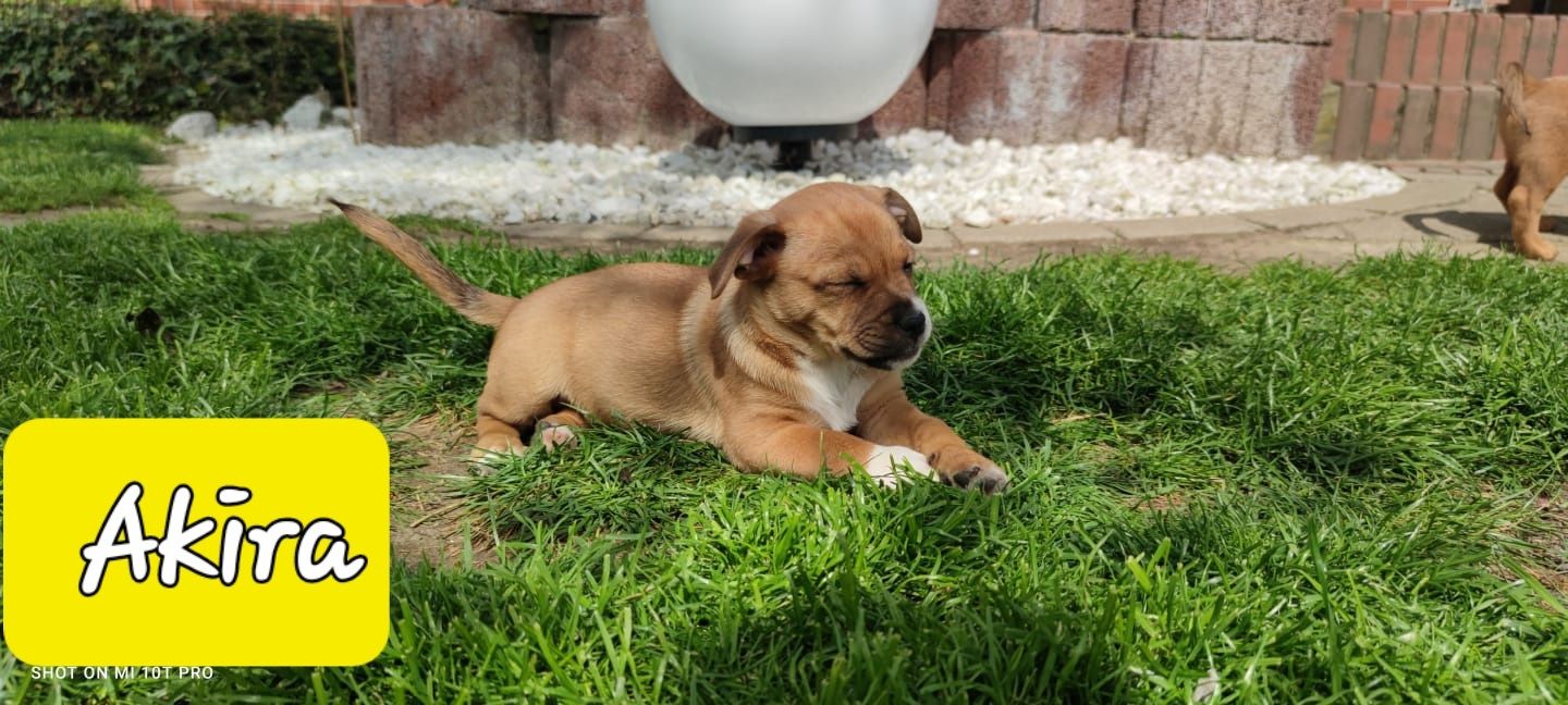 Bulldogge Mix Welpen Bulldogge Mix Welpen