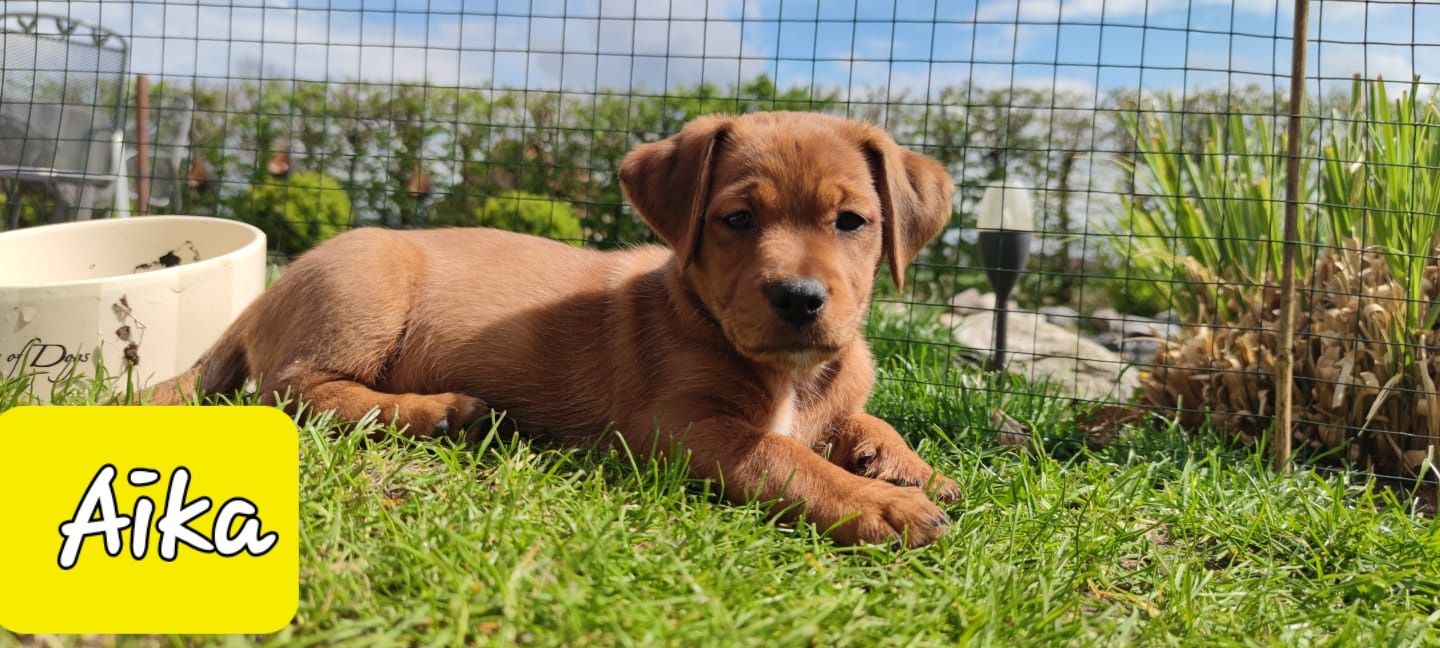 Bulldogge Mix Welpen Bulldogge Mix Welpen