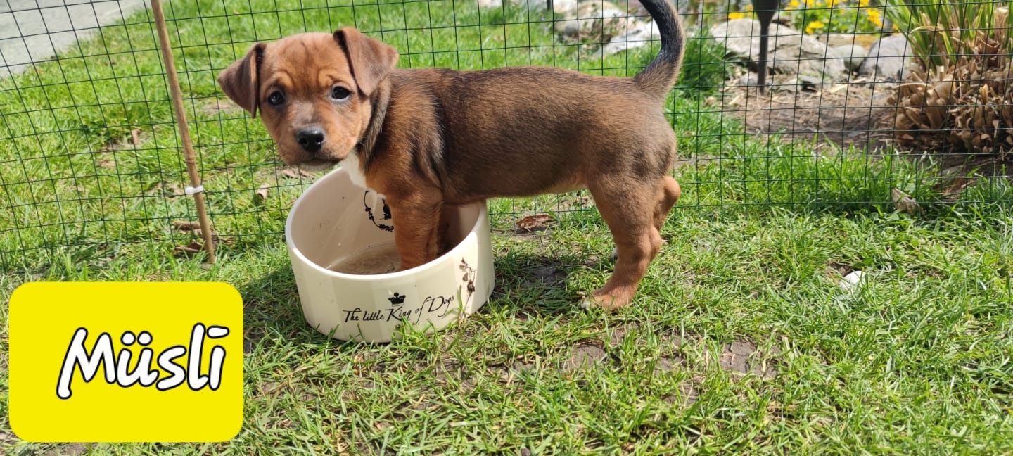 Bulldogge Mix Welpen Bulldogge Mix Welpen