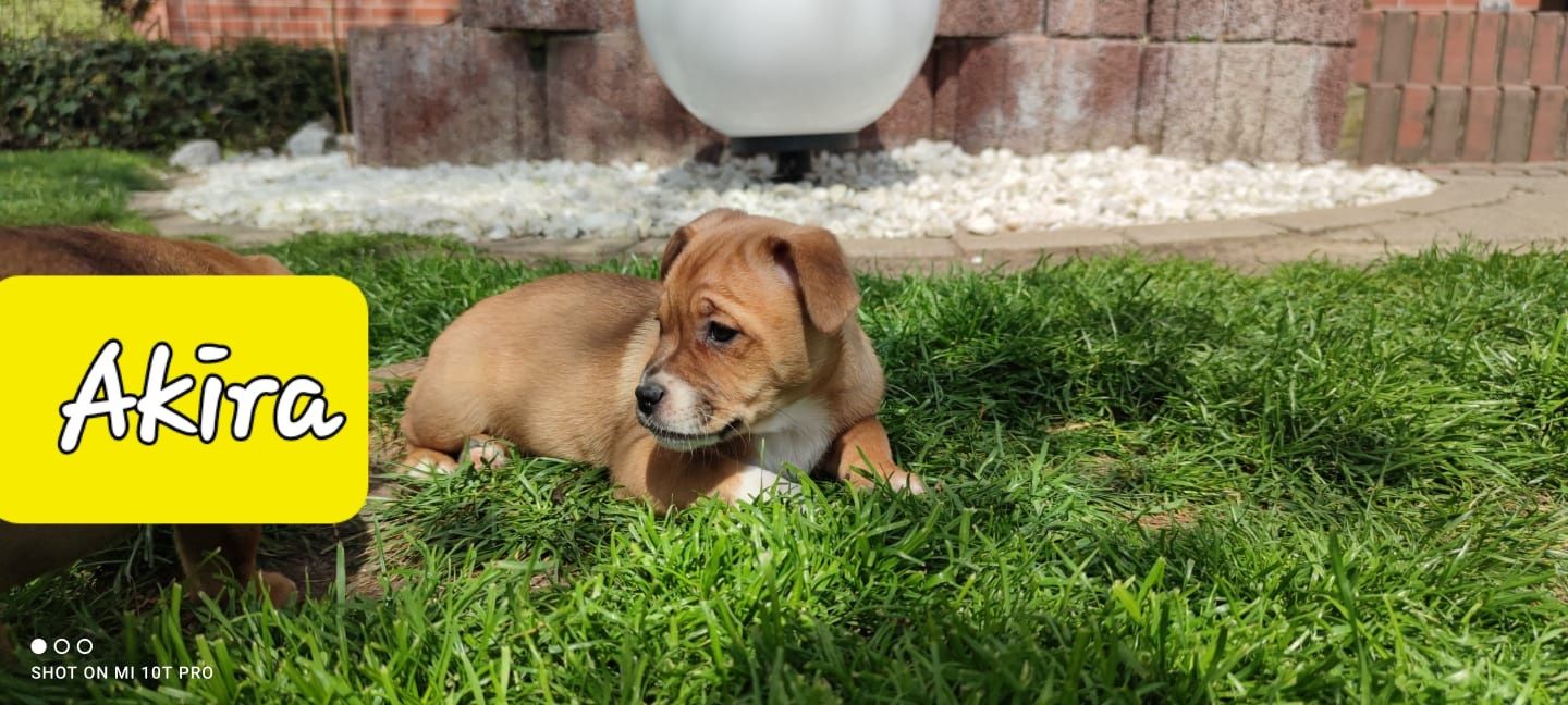 Bulldogge Mix Welpen Bulldogge Mix Welpen