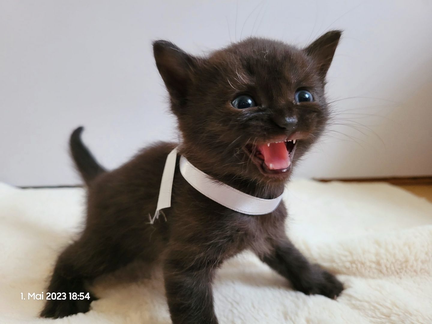 Wunderschöne Perserbabys suchen dich! --> Mama "D".