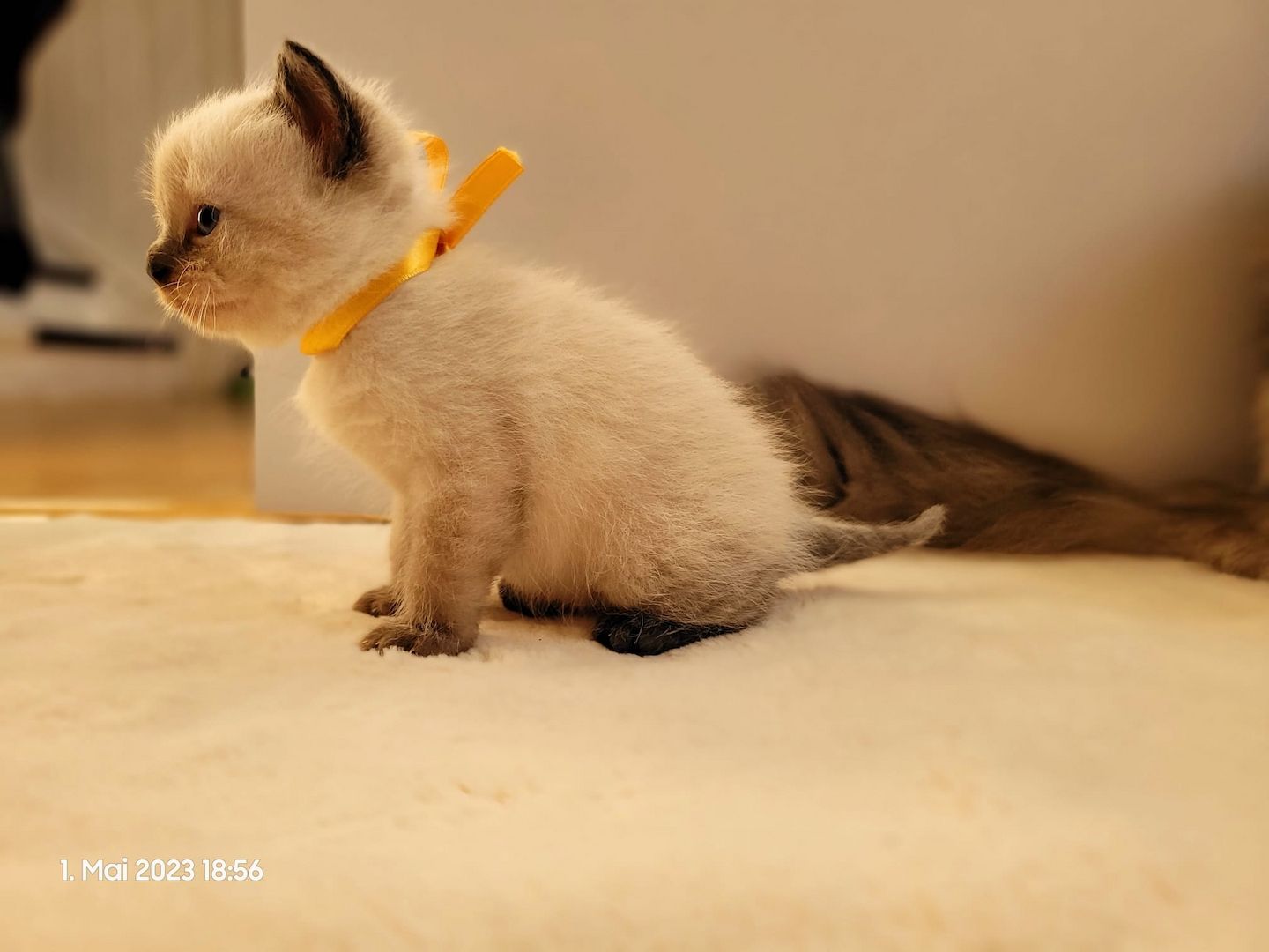 Wunderschöne Perserbabys suchen dich! --> Mama "D".