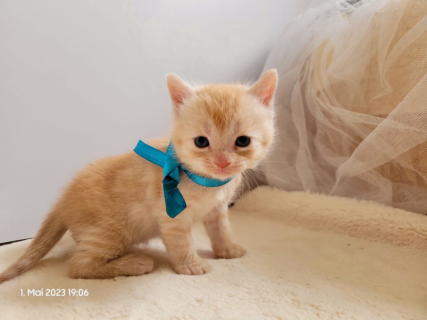 Wunderschöne Perserbabys suchen dich! --> Mama "D".