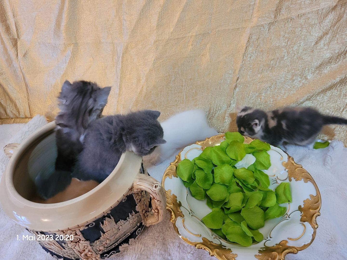 Zuckersüße Perserbabys warten auf dich! Mama "N".