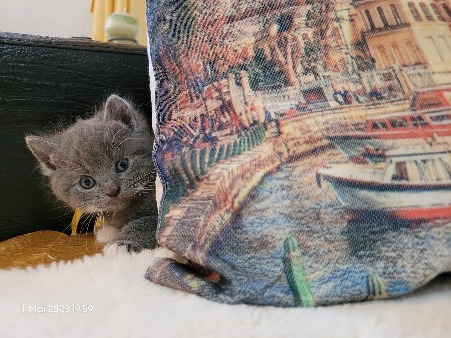 Zuckersüße Perserbabys warten auf dich! Mama "N".