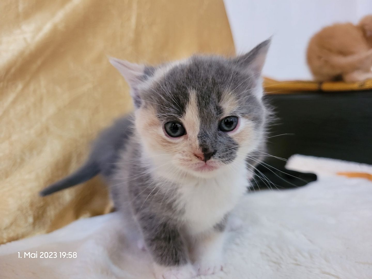 Zuckersüße Perserbabys warten auf dich! Mama "N".