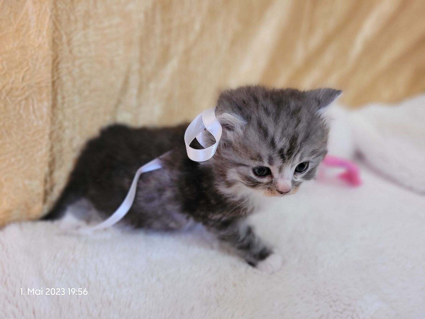 Zuckersüße Perserbabys warten auf dich! Mama "N".