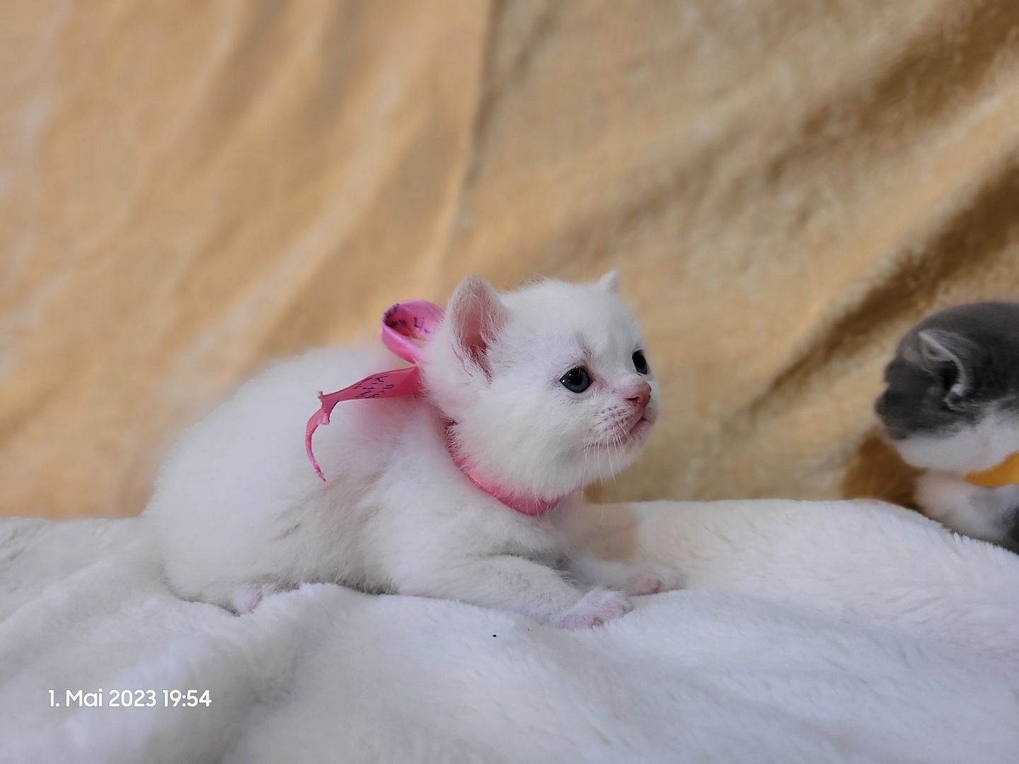 Zuckersüße Perserbabys warten auf dich! Mama "N".