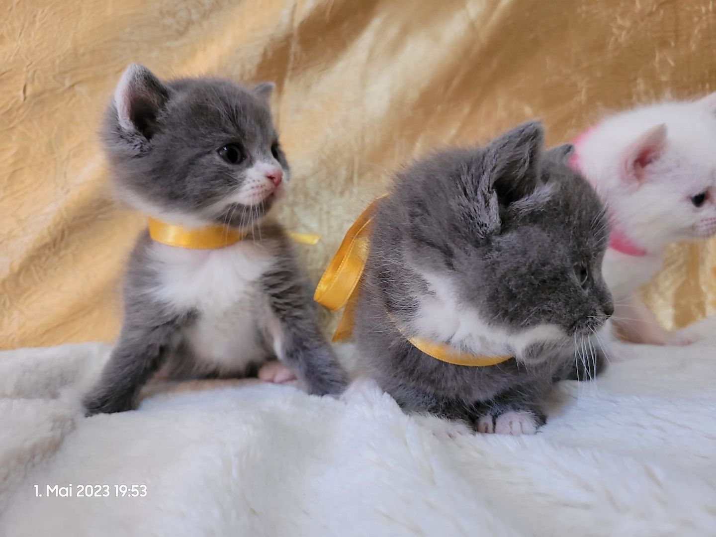 Zuckersüße Perserbabys warten auf dich! Mama "N".