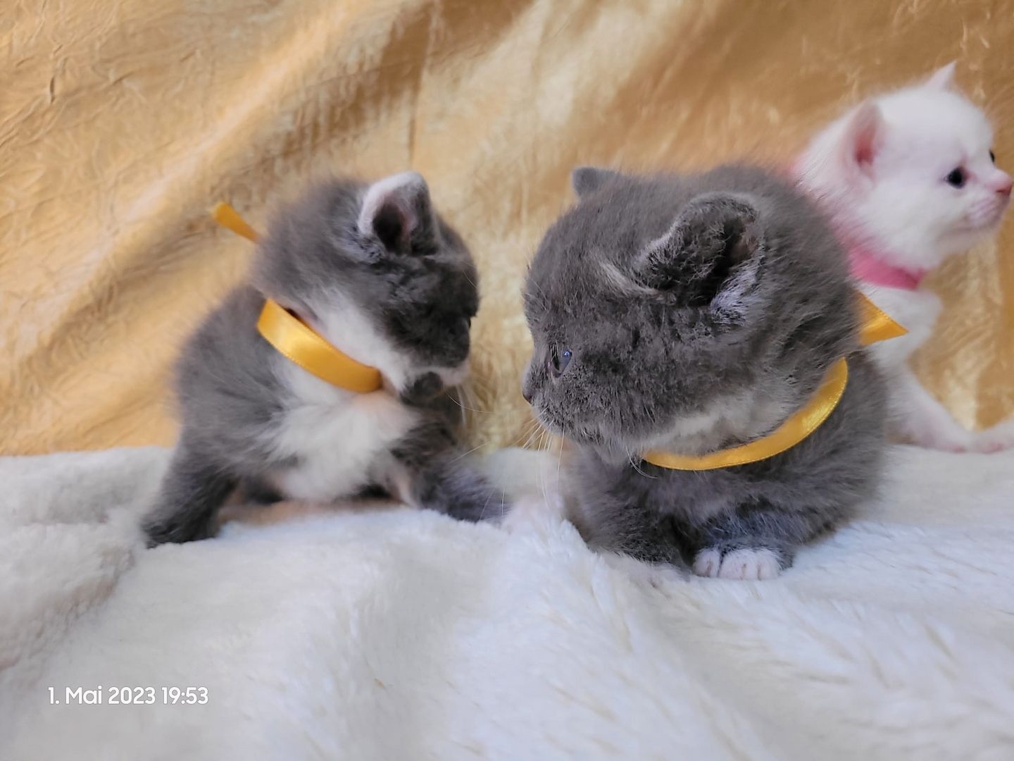 Zuckersüße Perserbabys warten auf dich! Mama "N".