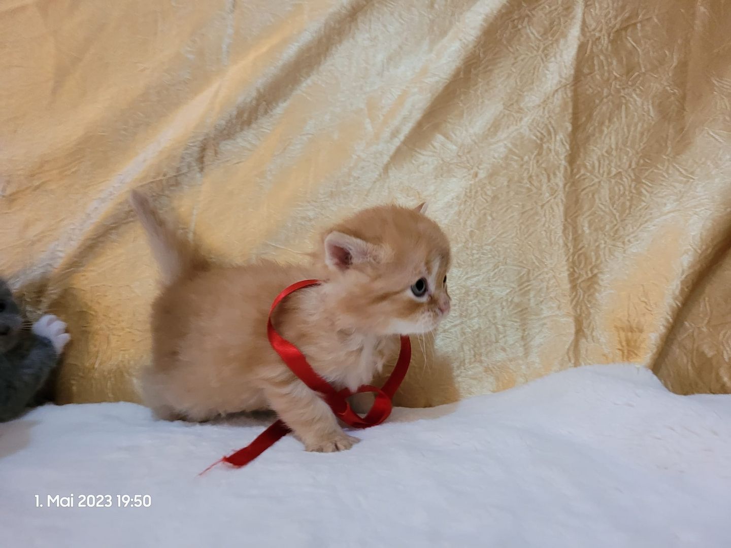 Zuckersüße Perserbabys warten auf dich! Mama "N".