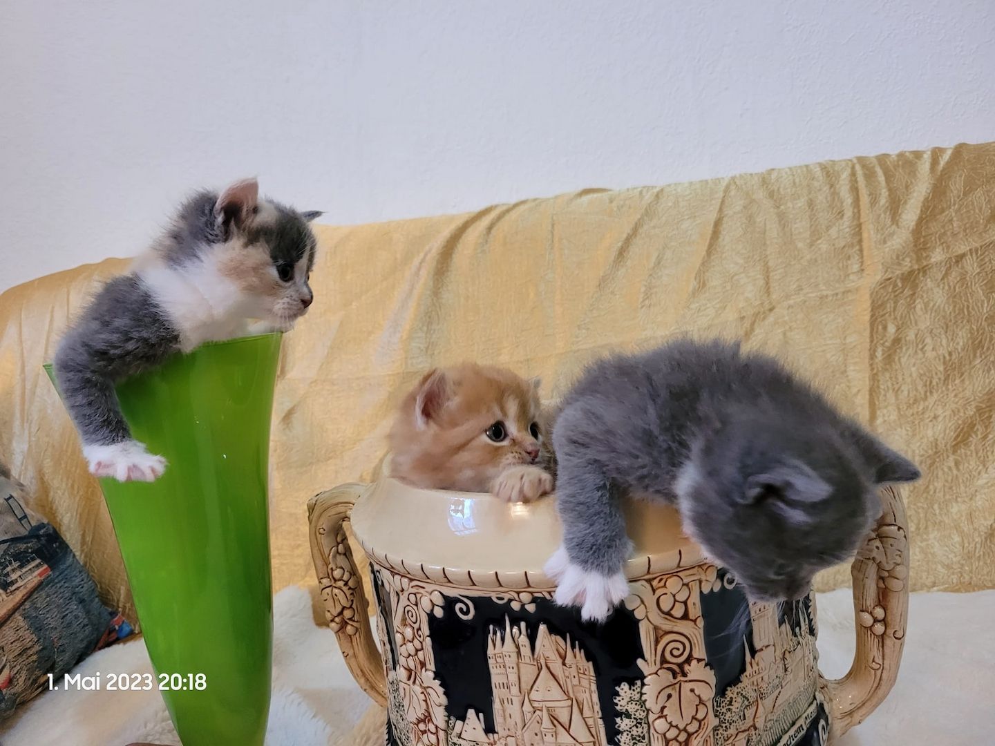 Zuckersüße Perserbabys warten auf dich! Mama "N".