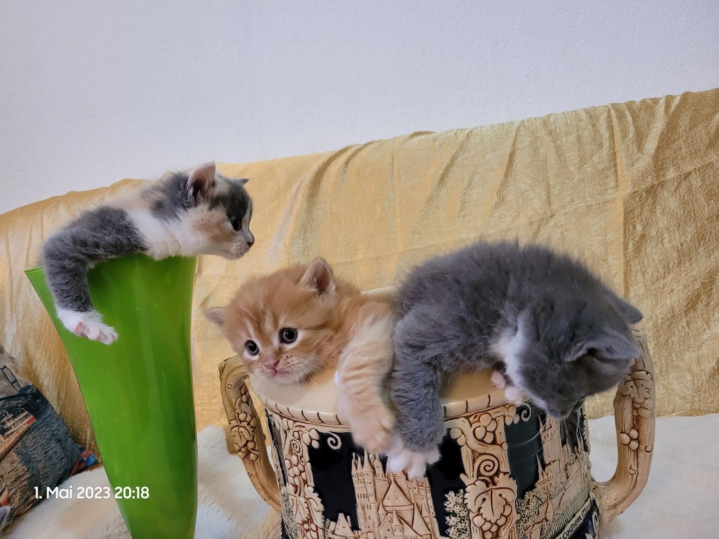 Zuckersüße Perserbabys warten auf dich! Mama "N".