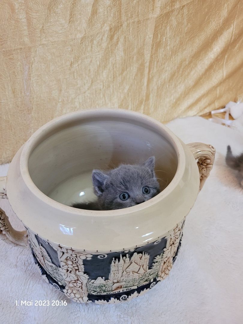 Zuckersüße Perserbabys warten auf dich! Mama "N".