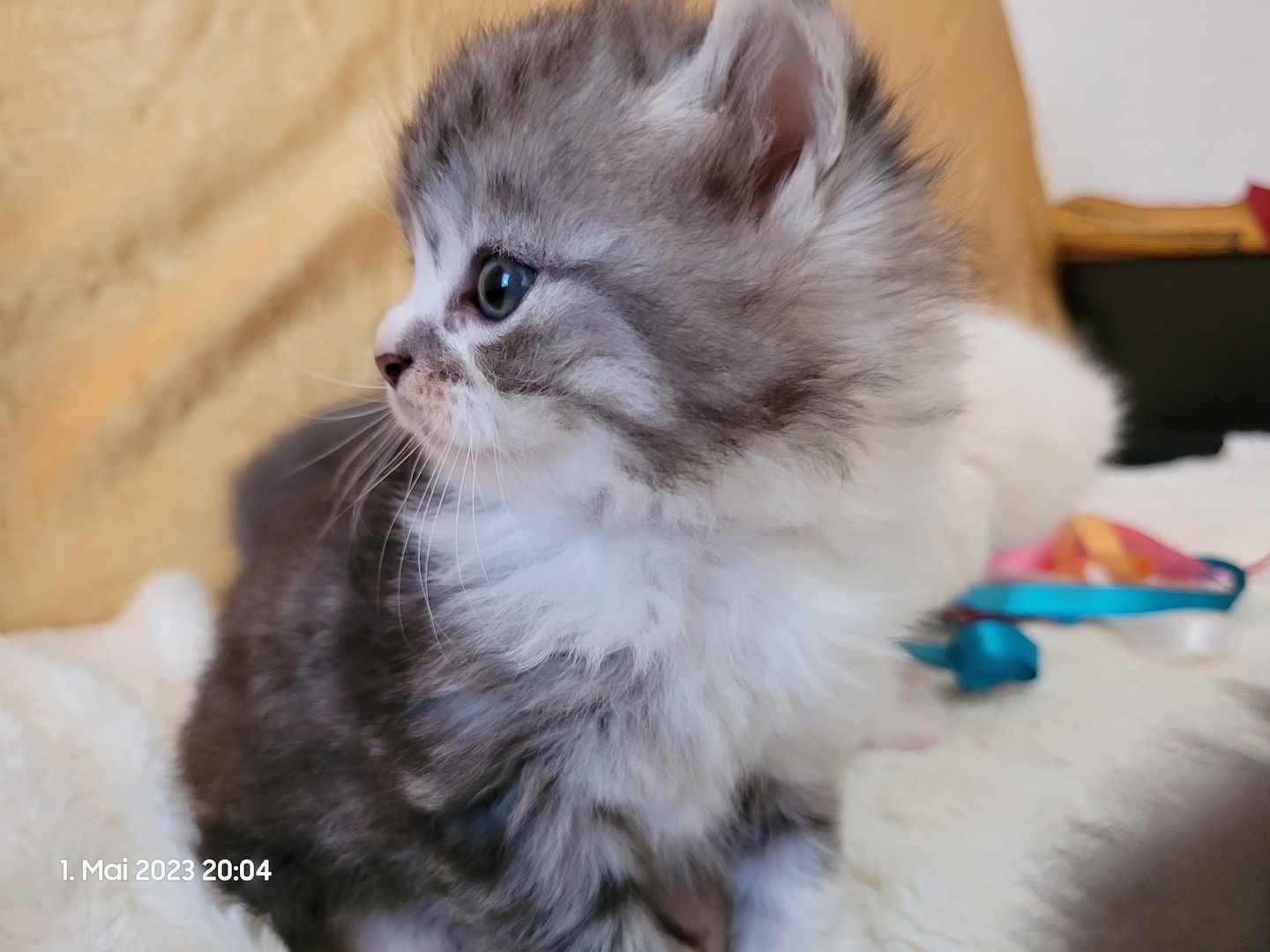 Zuckersüße Perserbabys warten auf dich! Mama "N".