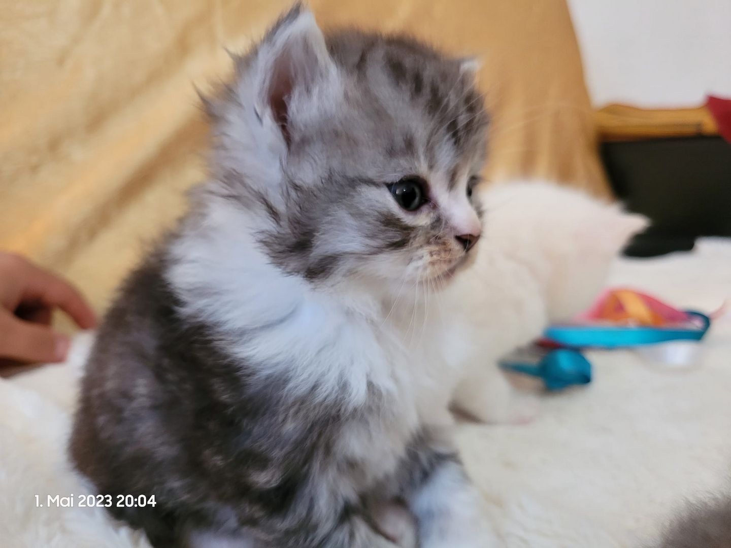 Zuckersüße Perserbabys warten auf dich! Mama "N".