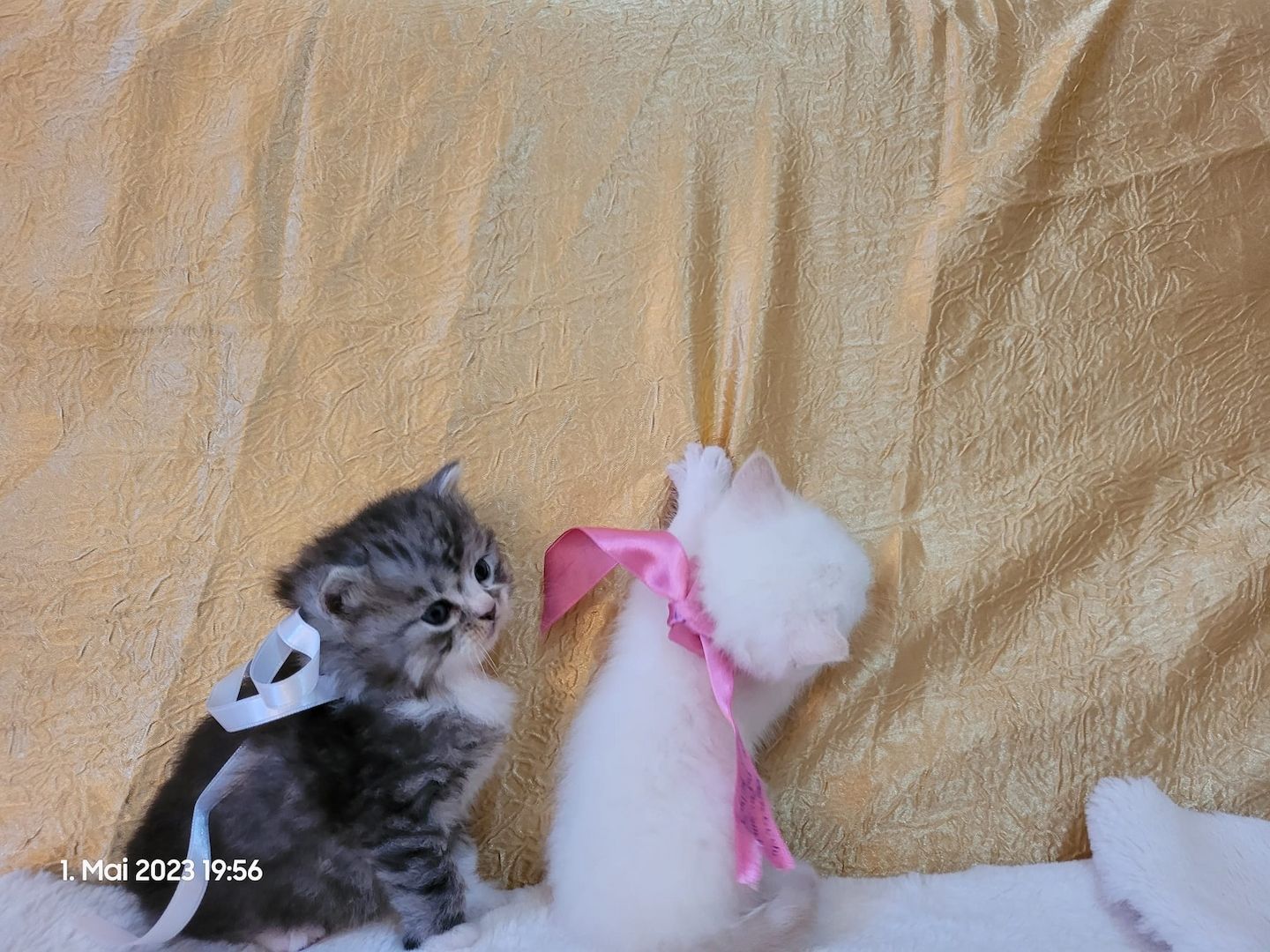 Zuckersüße Perserbabys warten auf dich! Mama "N".