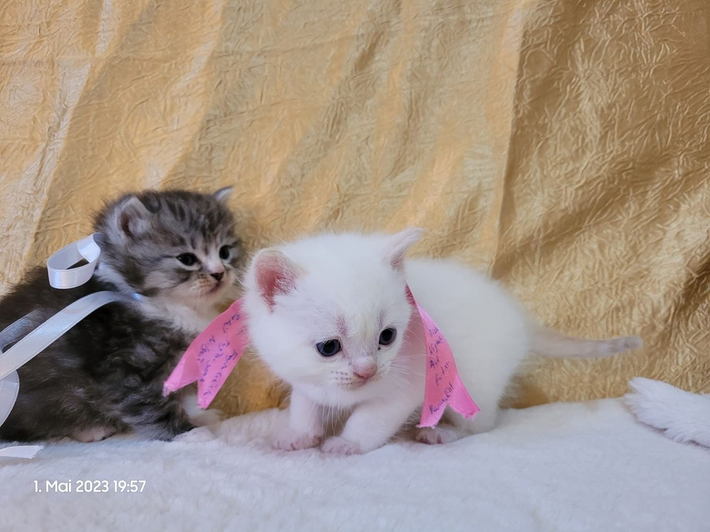 Zuckersüße Perserbabys warten auf dich! Mama "N".