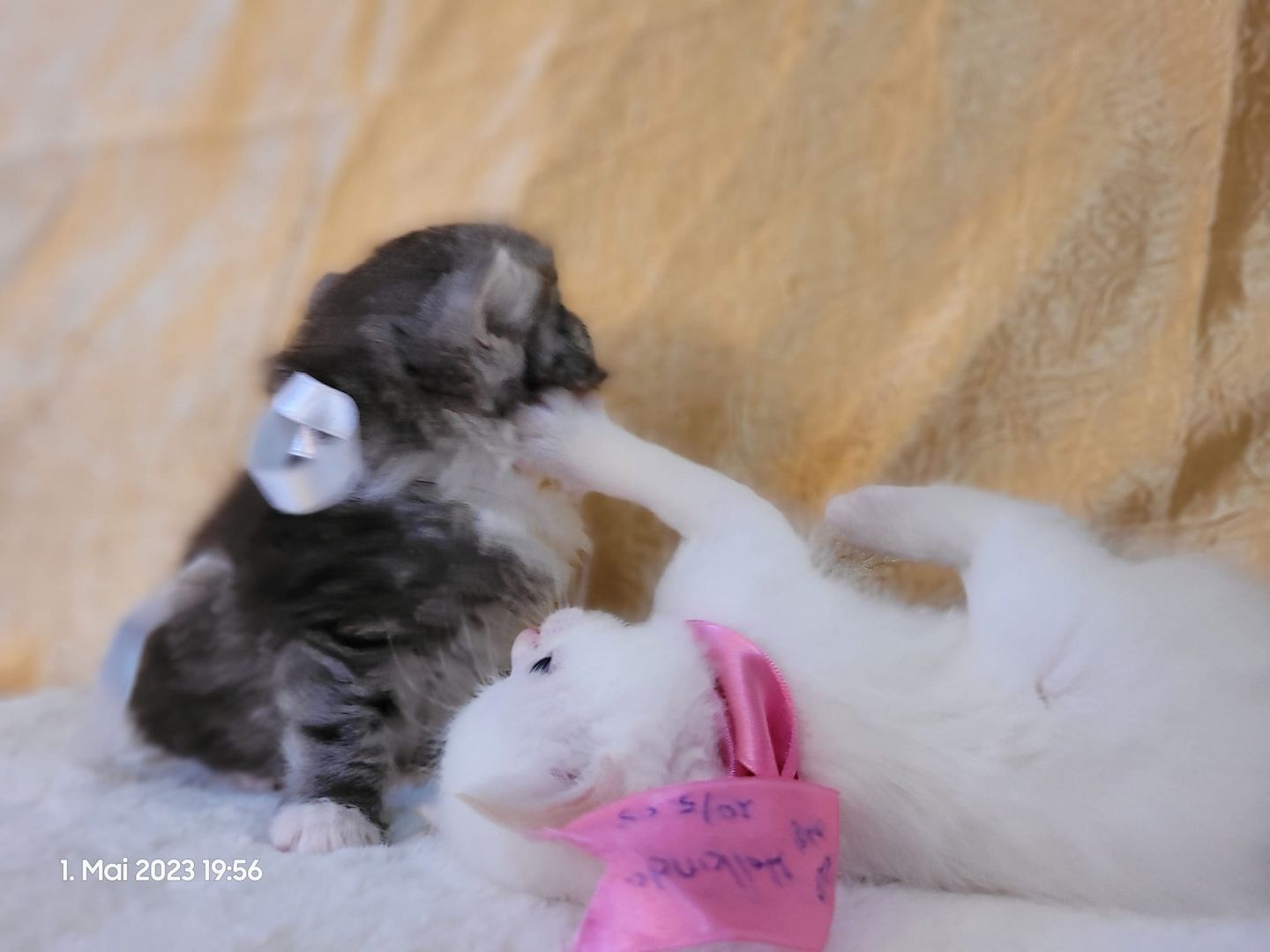 Zuckersüße Perserbabys warten auf dich! Mama "N".