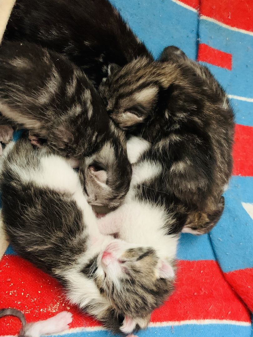 KATZENBABYS…KITTEN…BABYKATZEN