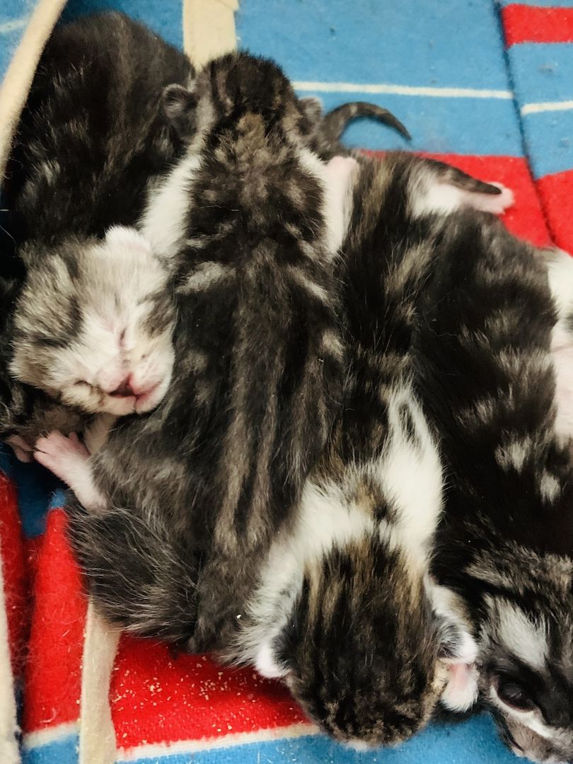 KATZENBABYS…KITTEN…BABYKATZEN