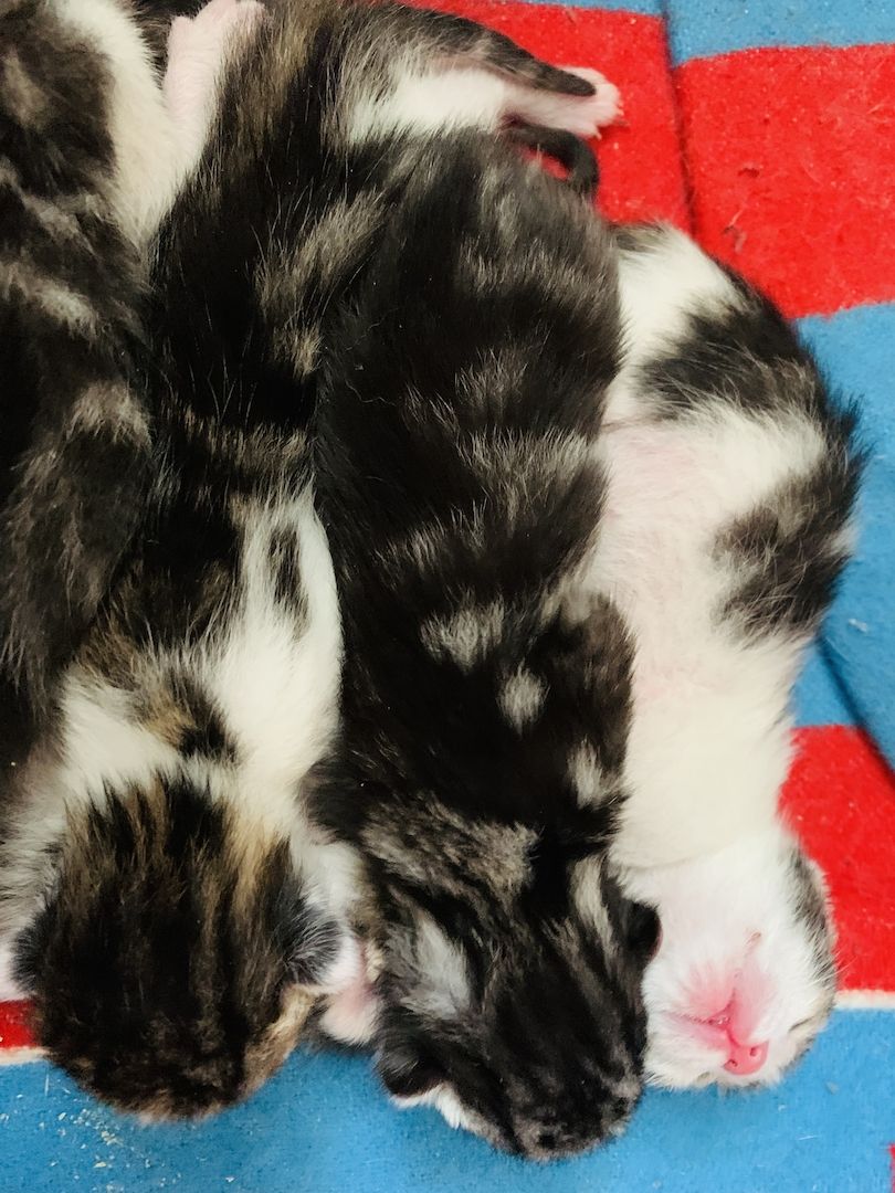 KATZENBABYS…KITTEN…BABYKATZEN