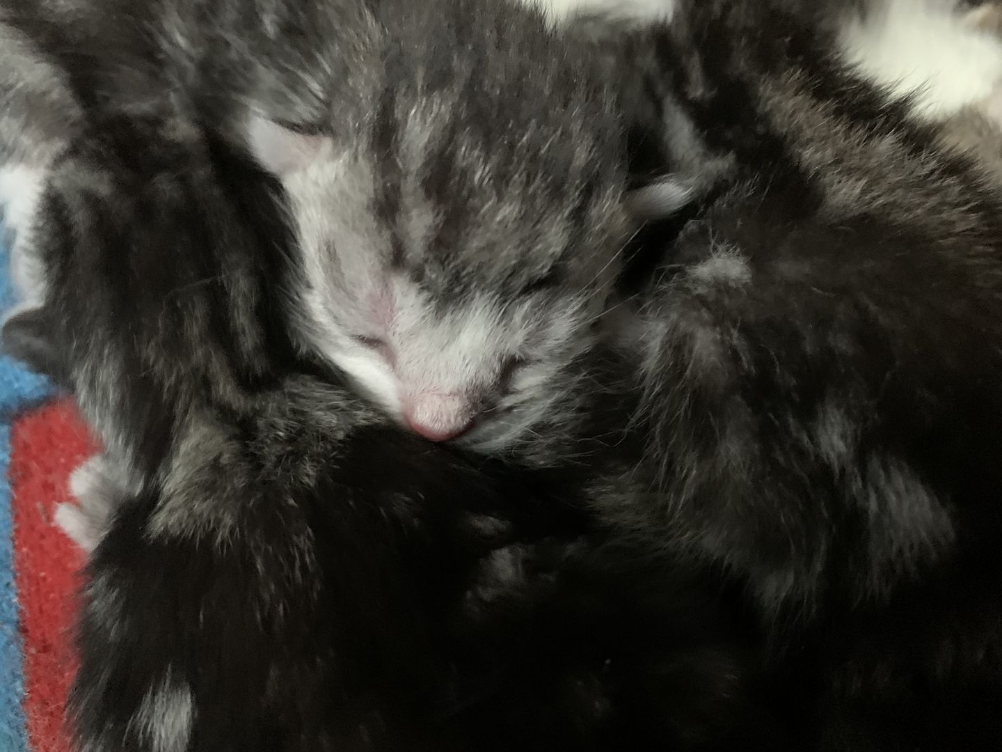 KATZENBABYS…KITTEN…BABYKATZEN