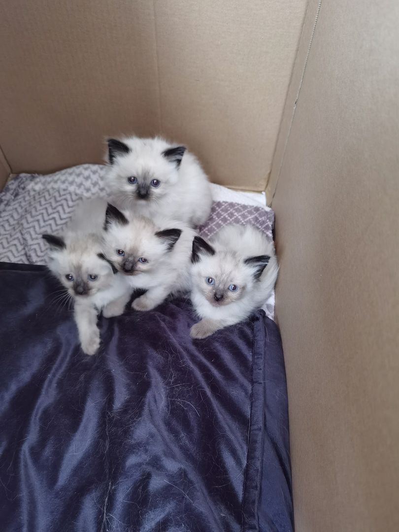 Ragdoll Kitten Ragdoll Kitten