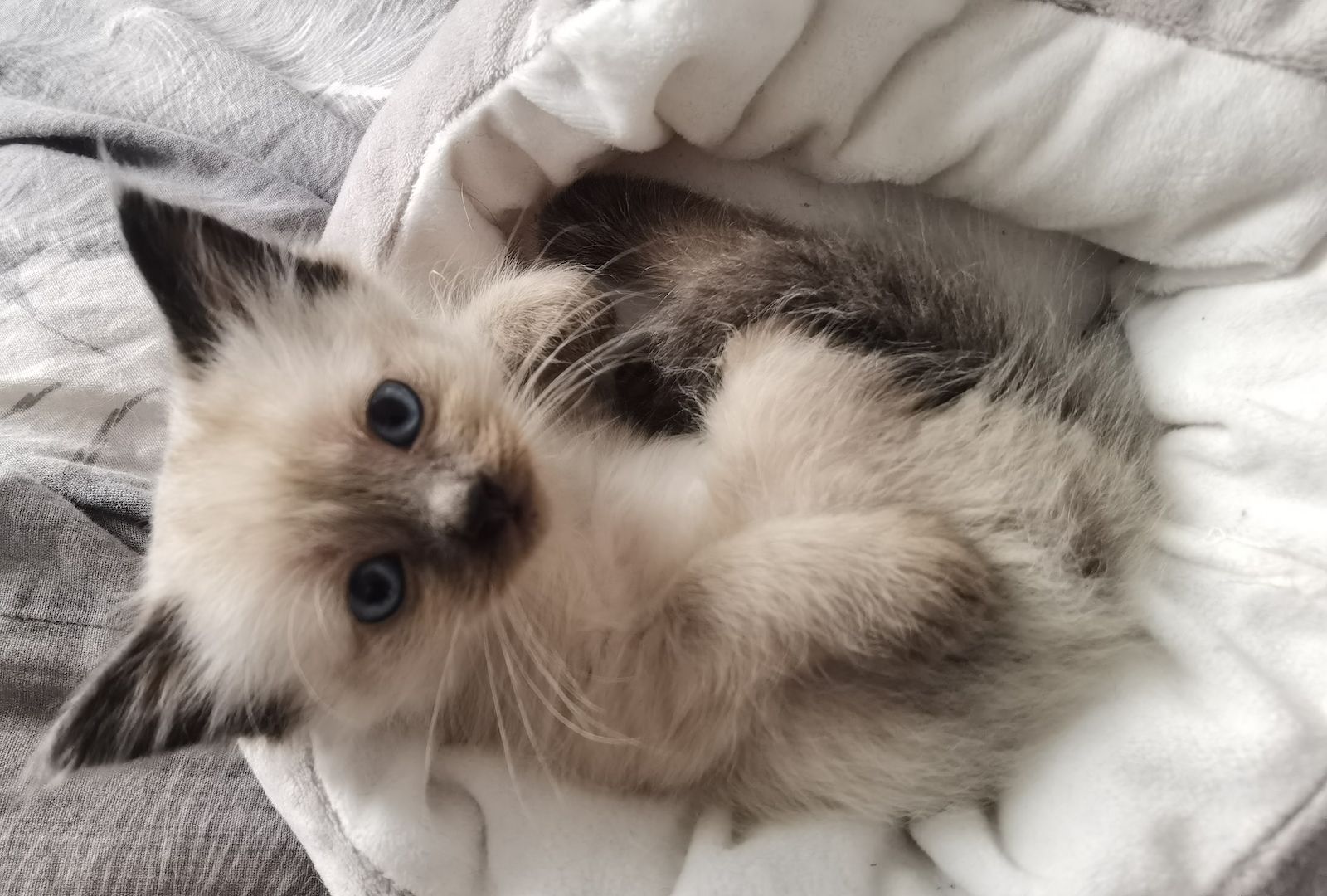 Ragdoll Kitten Ragdoll Kitten